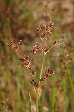 APII jpeg image of Juncus articulatus  © contact APII