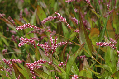 APII jpeg image of Persicaria decipiens  © contact APII