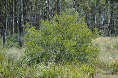 APII jpeg image of Persoonia silvatica  © contact APII