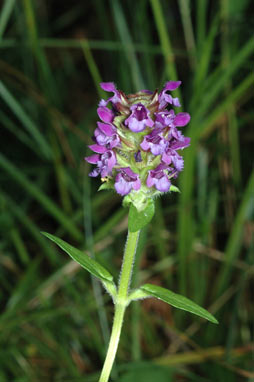 APII jpeg image of Prunella vulgaris  © contact APII