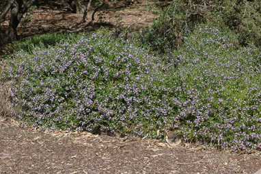 APII jpeg image of Scaevola albida  © contact APII