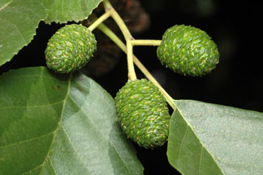 APII jpeg image of Alnus glutinosa  © contact APII