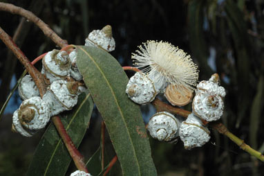 APII jpeg image of Eucalyptus globulus subsp. bicostata  © contact APII