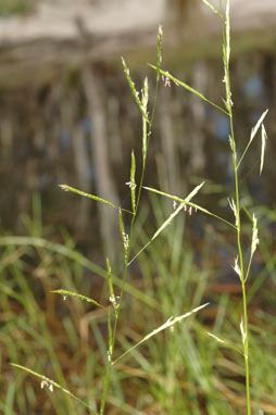 APII jpeg image of Glyceria australis  © contact APII