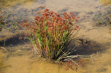 APII jpeg image of Juncus prismatocarpus  © contact APII