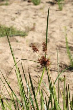 APII jpeg image of Cyperus lucidus  © contact APII