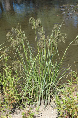 APII jpeg image of Scirpus polystachyus  © contact APII