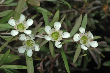 APII jpeg image of Leptospermum morrisonii  © contact APII