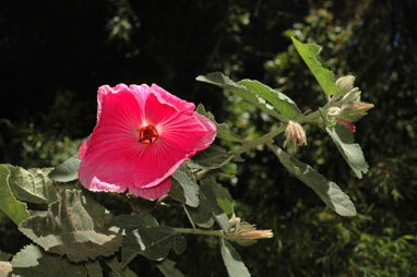 APII jpeg image of Hibiscus splendens  © contact APII