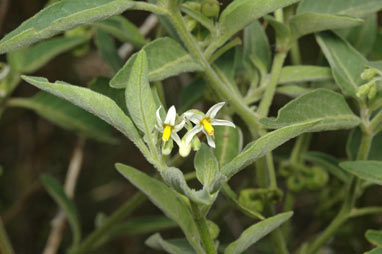 APII jpeg image of Solanum chenopodioides  © contact APII
