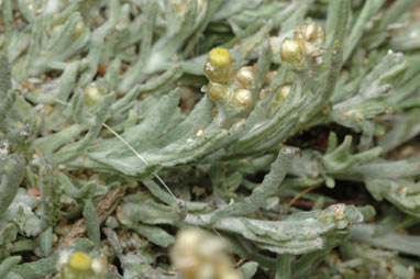 APII jpeg image of Helichrysum luteoalbum  © contact APII