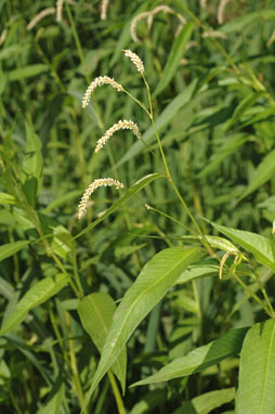 APII jpeg image of Persicaria lapathifolia  © contact APII