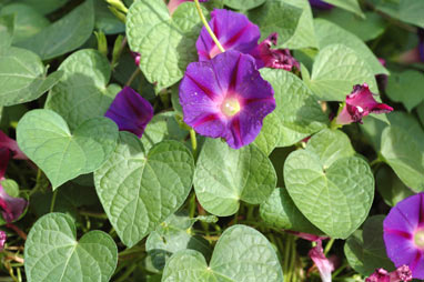 APII jpeg image of Ipomoea purpurea  © contact APII