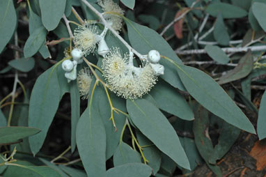 APII jpeg image of Eucalyptus morrisbyi  © contact APII