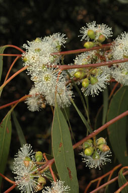 APII jpeg image of Eucalyptus bridgesiana  © contact APII