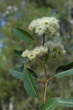 APII jpeg image of Corymbia gummifera  © contact APII