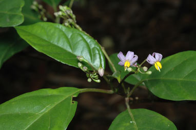 APII jpeg image of Solanum viridifolium  © contact APII