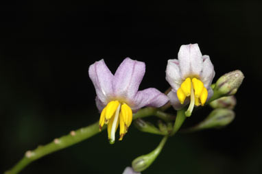APII jpeg image of Solanum viridifolium  © contact APII