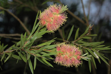 APII jpeg image of Callistemon 'Inverramsay'  © contact APII