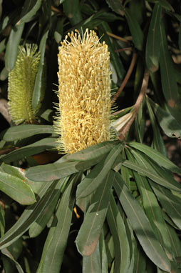 APII jpeg image of Banksia integrifolia subsp. monticola  © contact APII