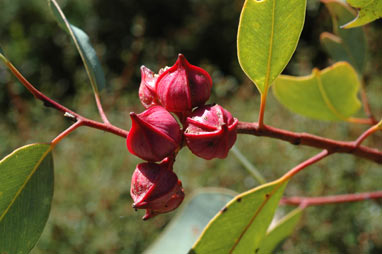 APII jpeg image of Eucalyptus pachyphylla  © contact APII