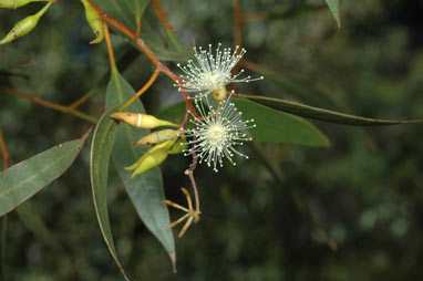 APII jpeg image of Eucalyptus longissima  © contact APII