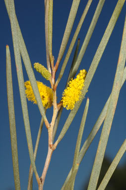 APII jpeg image of Acacia brachystachya  © contact APII