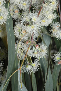 APII jpeg image of Eucalyptus nova-anglica  © contact APII