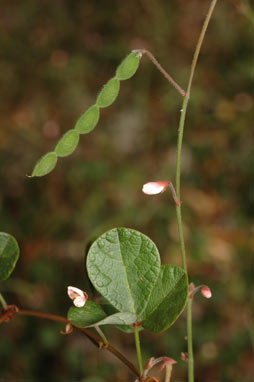 APII jpeg image of Desmodium gunnii  © contact APII