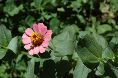 APII jpeg image of Zinnia peruviana  © contact APII