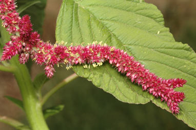 APII jpeg image of Amaranthus caudatus  © contact APII