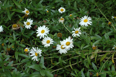 APII jpeg image of Leucanthemum x superbum  © contact APII