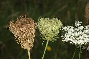 APII jpeg image of Daucus carota  © contact APII