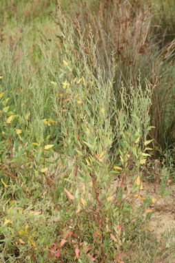 APII jpeg image of Chenopodium album  © contact APII