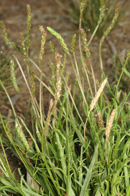 APII jpeg image of Plantago coronopus subsp. coronopus  © contact APII
