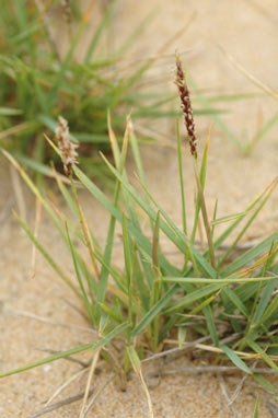 APII jpeg image of Zoysia macrantha subsp. macrantha  © contact APII