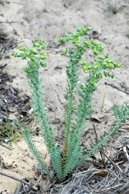 APII jpeg image of Euphorbia paralias  © contact APII