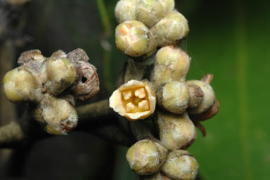 APII jpeg image of Avicennia marina subsp. australasica  © contact APII