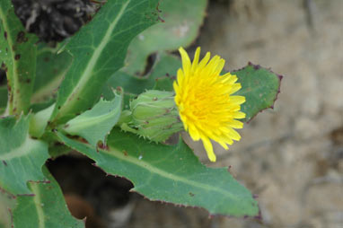 APII jpeg image of Sonchus hydrophilus  © contact APII