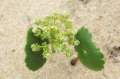 APII jpeg image of Hydrocotyle bonariensis  © contact APII