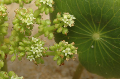 APII jpeg image of Hydrocotyle bonariensis  © contact APII