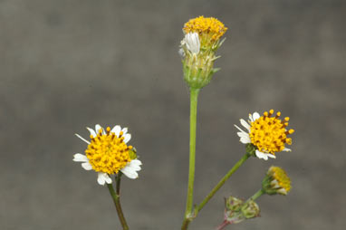 APII jpeg image of Bidens pilosa  © contact APII