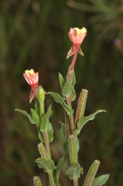 APII jpeg image of Oenothera indecora subsp. bonariensis  © contact APII