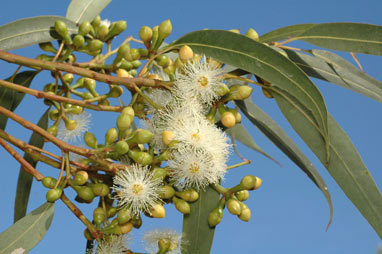 APII jpeg image of Eucalyptus canaliculata  © contact APII