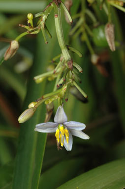 APII jpeg image of Dianella sp. Lord Howe Island (M.D.Crisp 4505 & I.R.H.Telford)  © contact APII