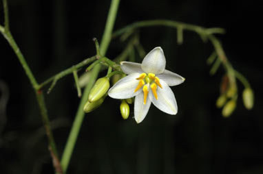 APII jpeg image of Dianella caerulea var. vannata  © contact APII