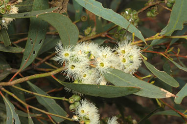 APII jpeg image of Eucalyptus polybractea  © contact APII