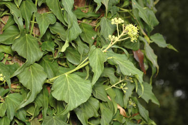 APII jpeg image of Hedera helix  © contact APII