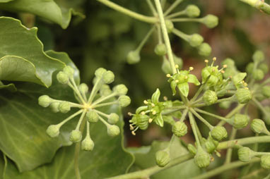 APII jpeg image of Hedera helix  © contact APII