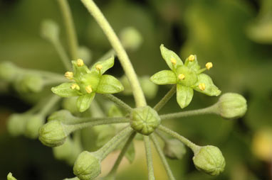 APII jpeg image of Hedera helix  © contact APII